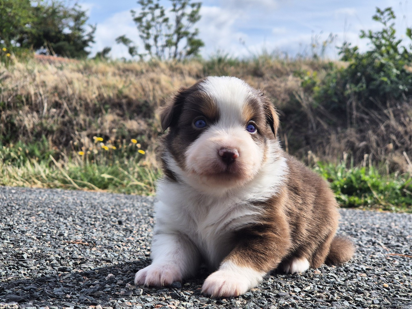 de La Lune De Feu - Chiots disponibles - Berger Américain Miniature 