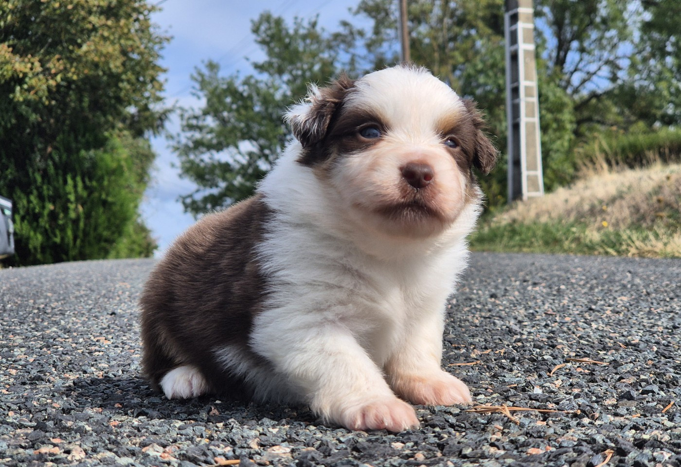 de La Lune De Feu - Chiots disponibles - Berger Américain Miniature 