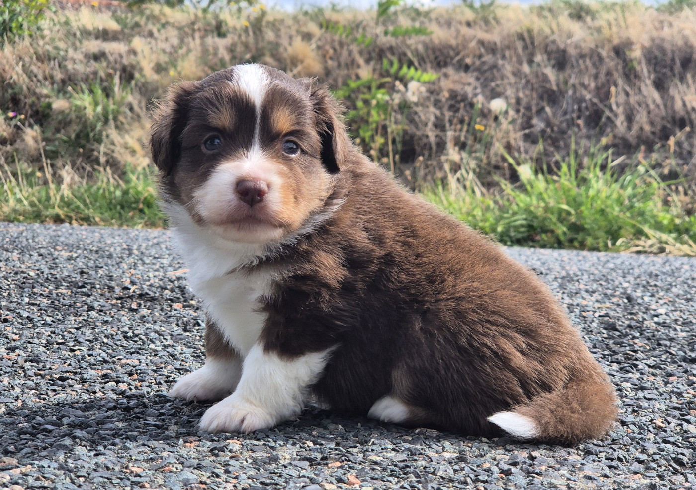 de La Lune De Feu - Chiots disponibles - Berger Américain Miniature 