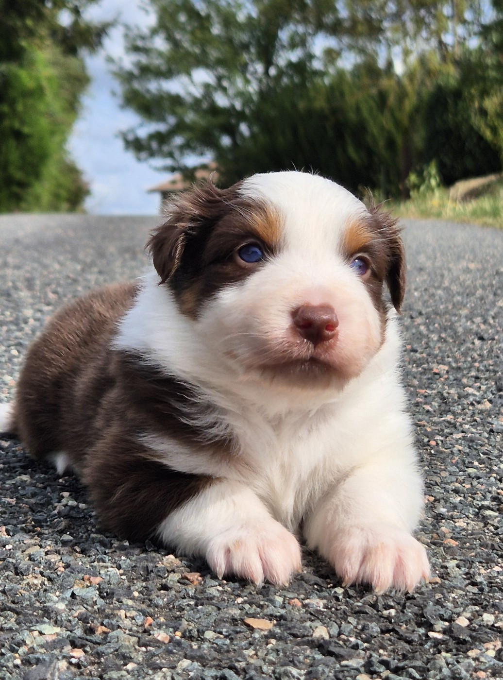 de La Lune De Feu - Chiots disponibles - Berger Américain Miniature 