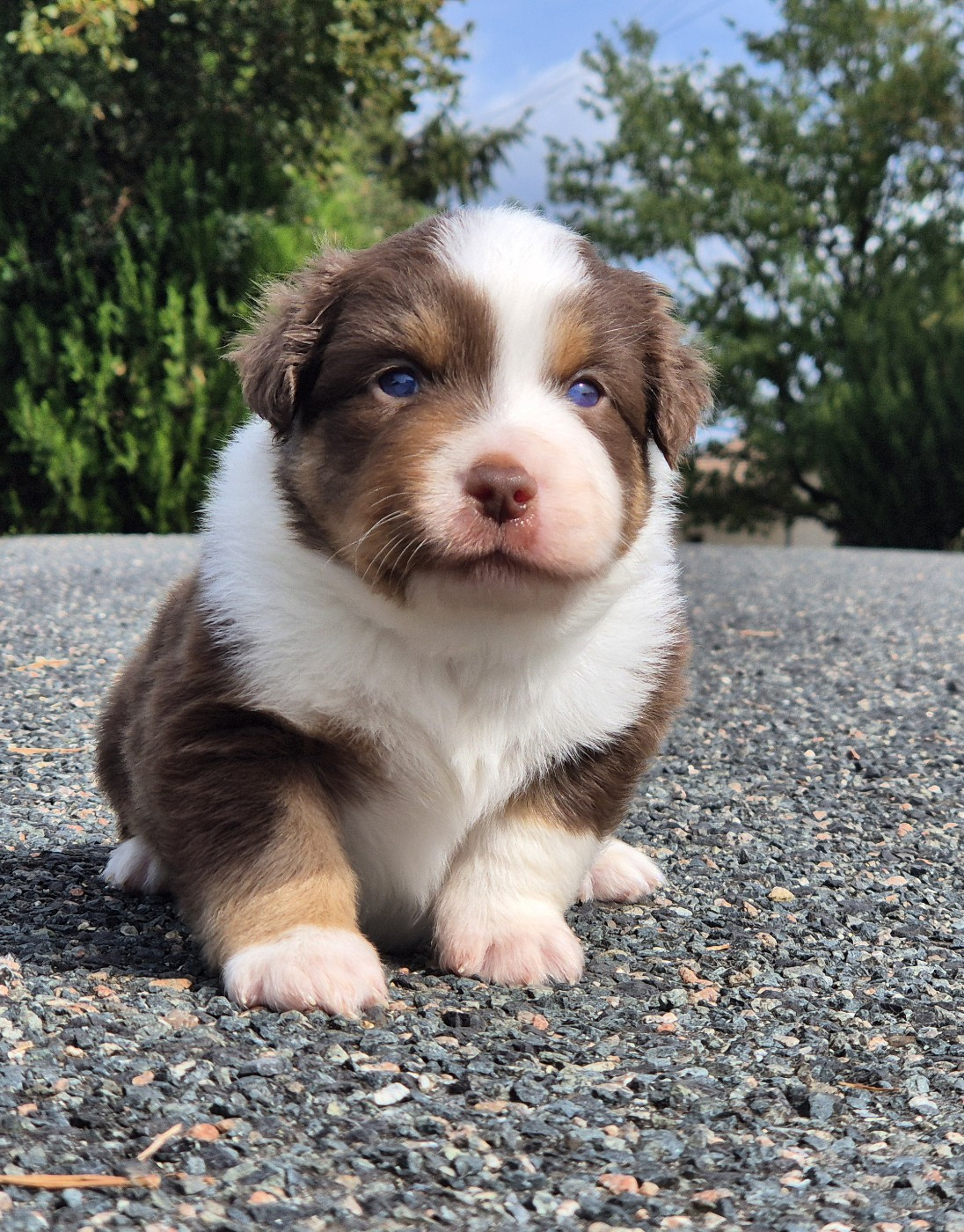 de La Lune De Feu - Chiots disponibles - Berger Américain Miniature 