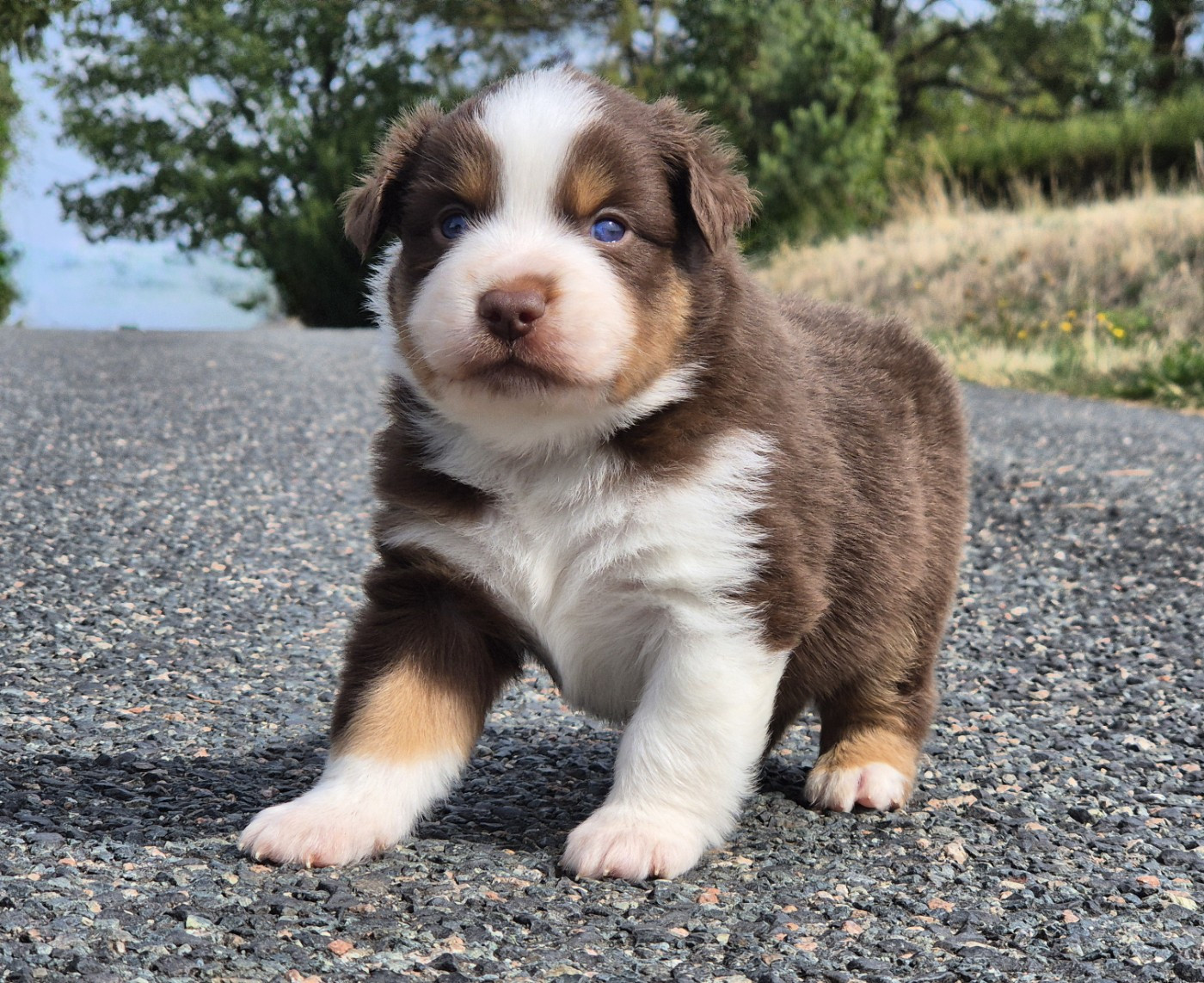 de La Lune De Feu - Chiots disponibles - Berger Américain Miniature 