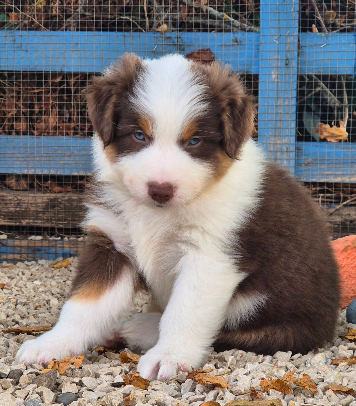 de La Lune De Feu - Chiots disponibles - Berger Américain Miniature 