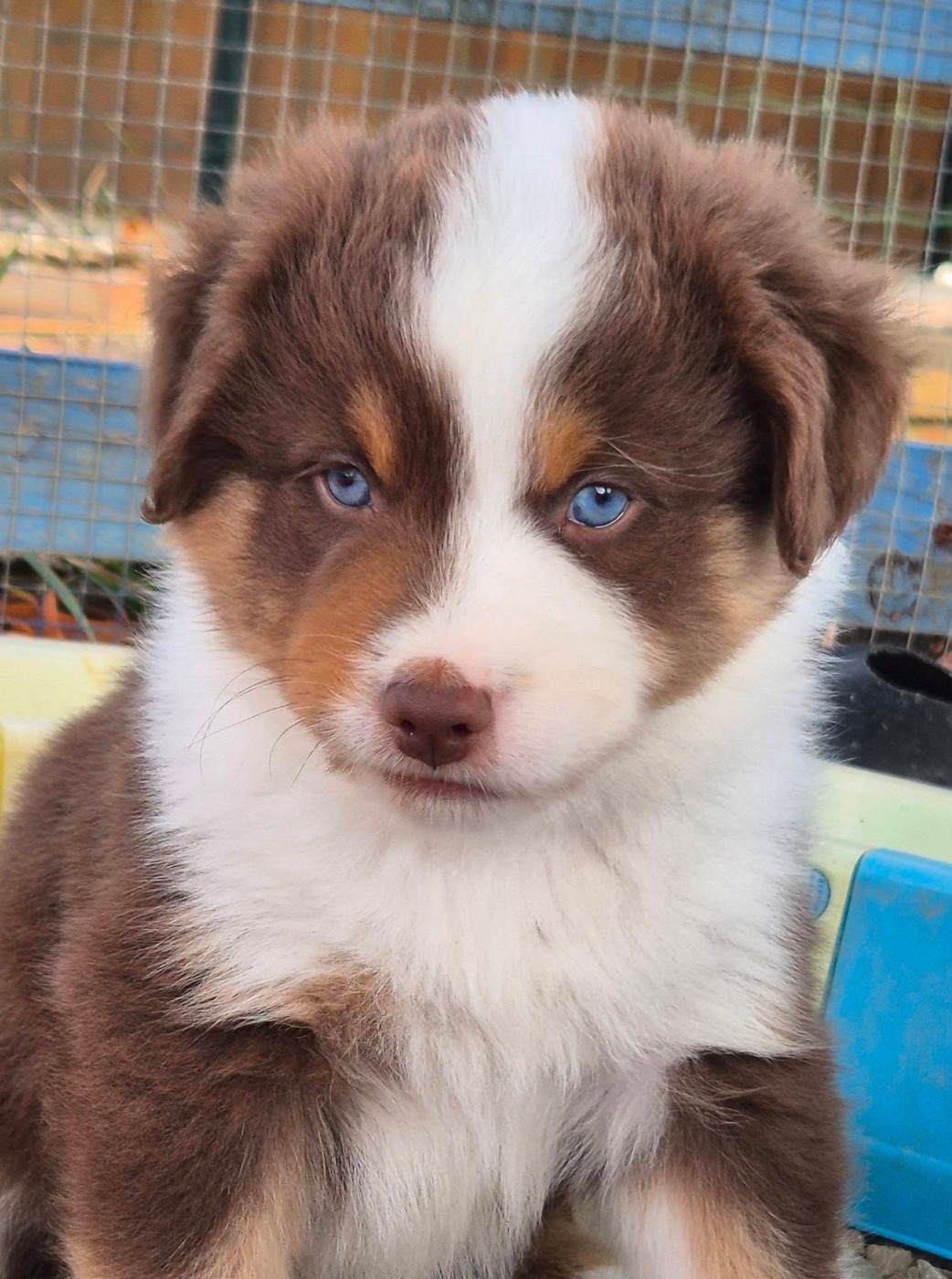 de La Lune De Feu - Chiots disponibles - Berger Américain Miniature 