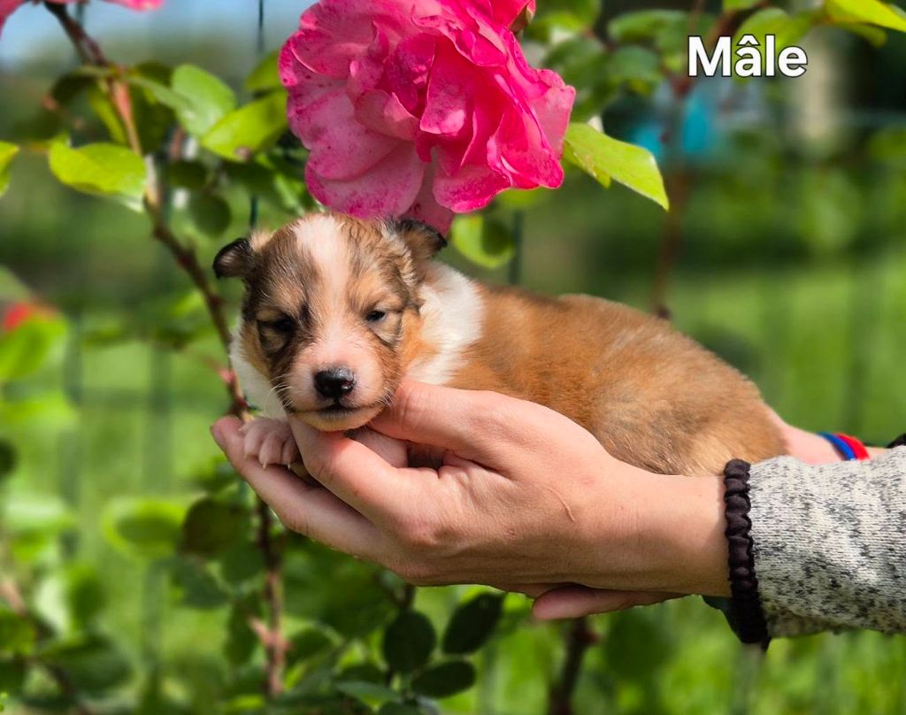 de La Lune De Feu - Chiots disponibles - Shetland Sheepdog
