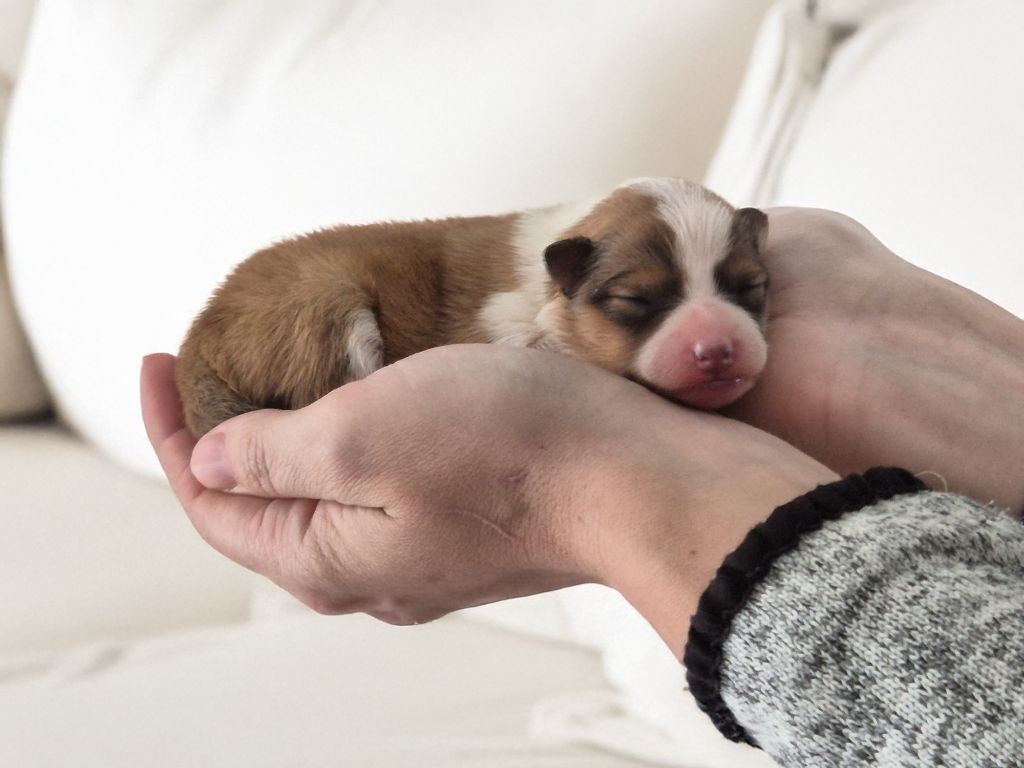 de La Lune De Feu - Chiots disponibles - Shetland Sheepdog