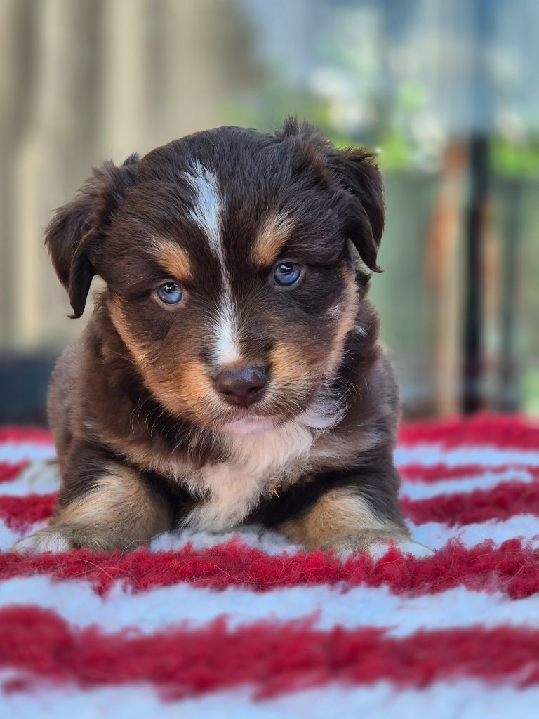 de La Lune De Feu - Chiots disponibles - Berger Américain Miniature 