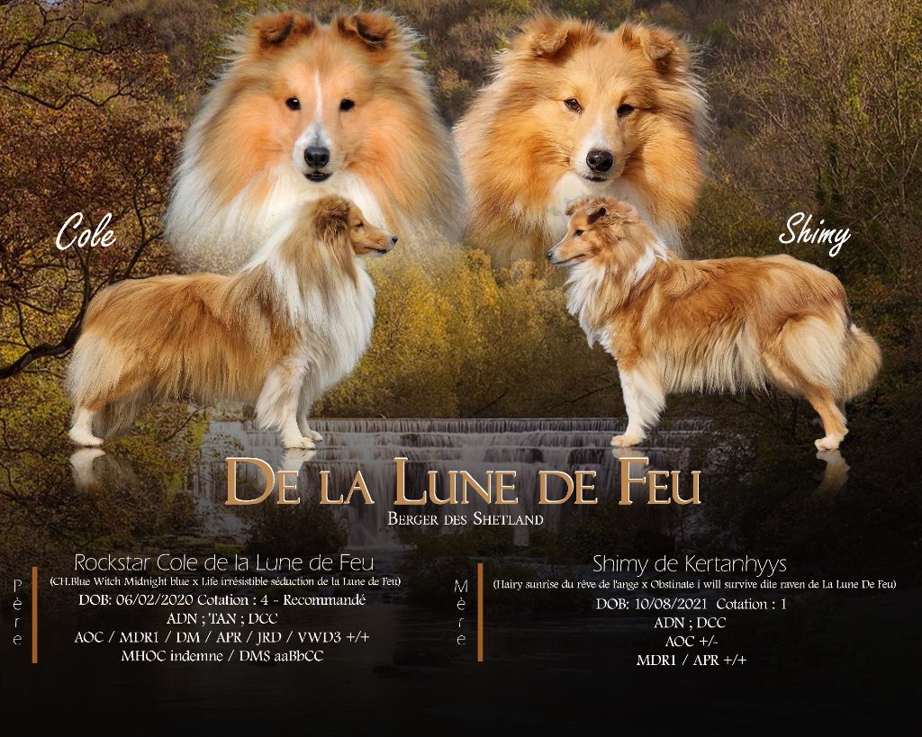 Chiot Shetland Sheepdog de La Lune De Feu