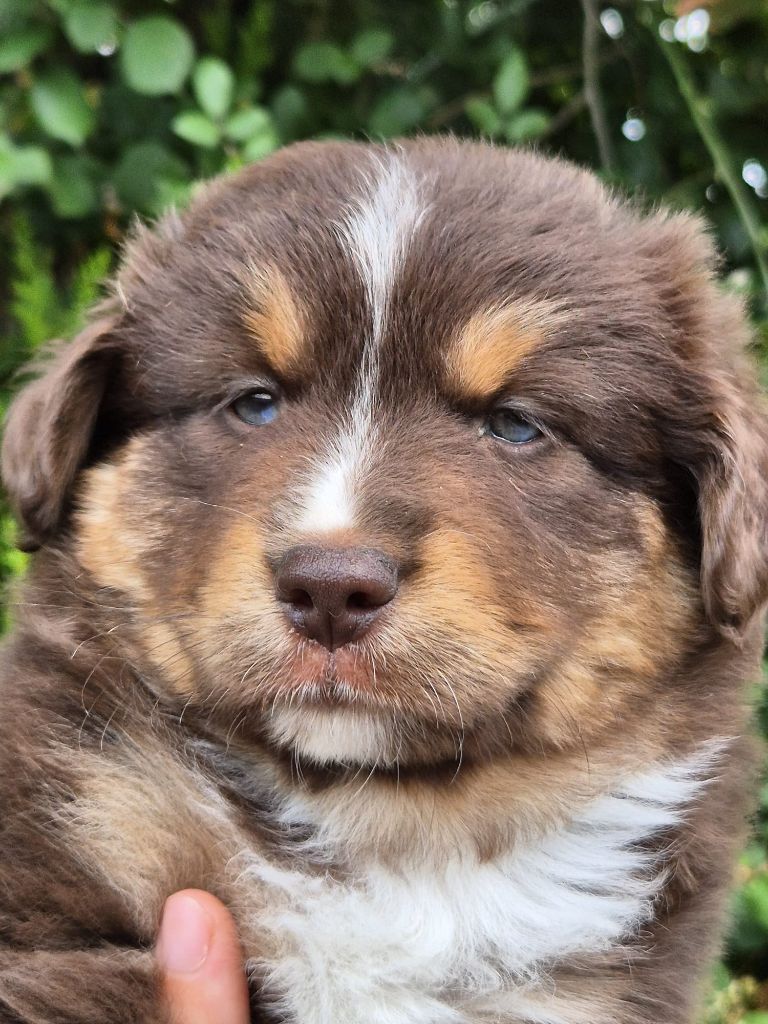 de La Lune De Feu - Chiots disponibles - Berger Américain Miniature 