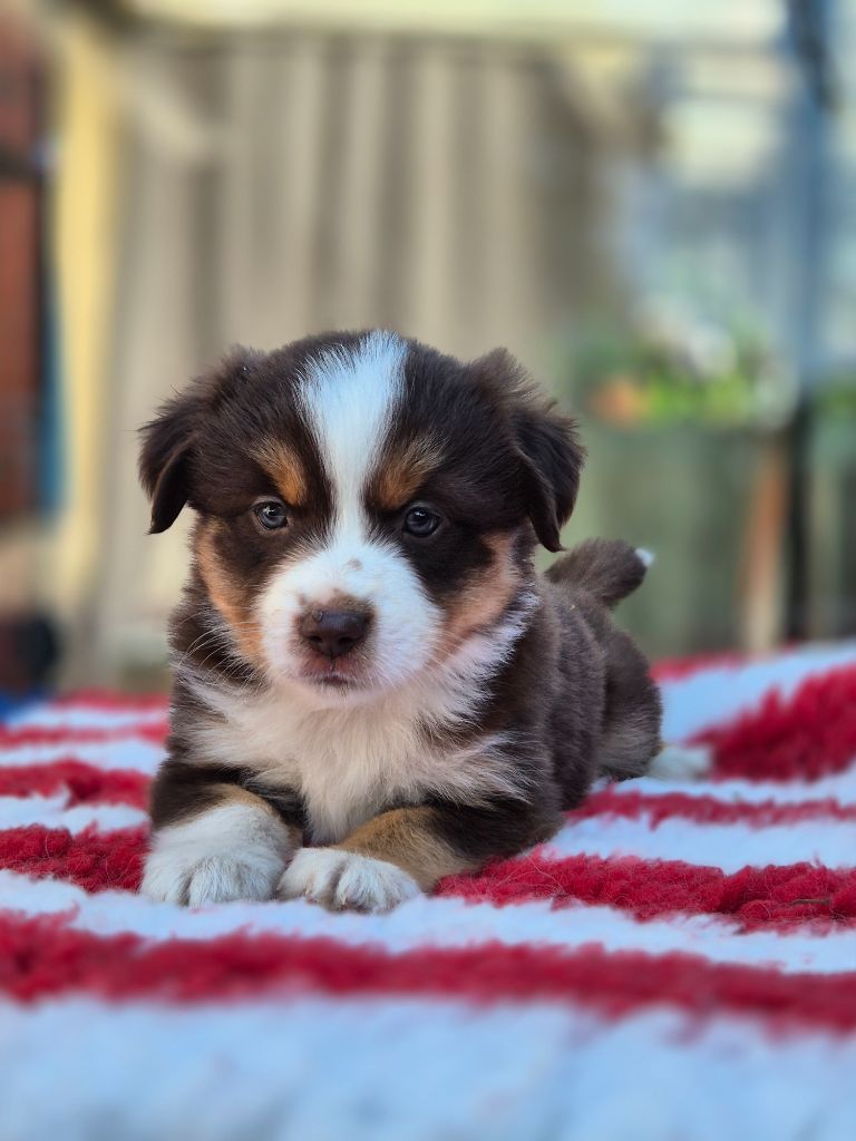 de La Lune De Feu - Chiots disponibles - Berger Américain Miniature 