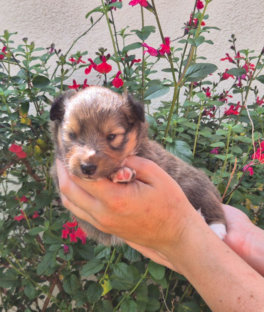de La Lune De Feu - Chiots disponibles - Shetland Sheepdog