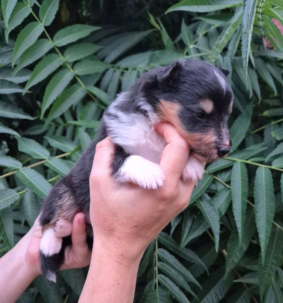 de La Lune De Feu - Chiots disponibles - Shetland Sheepdog