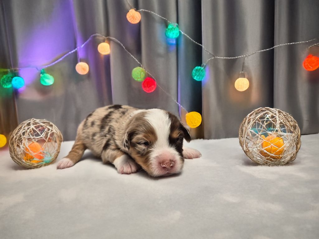 de La Lune De Feu - Chiots disponibles - Berger Américain Miniature 