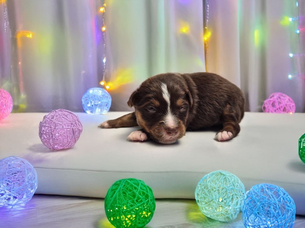 de La Lune De Feu - Chiots disponibles - Berger Américain Miniature 