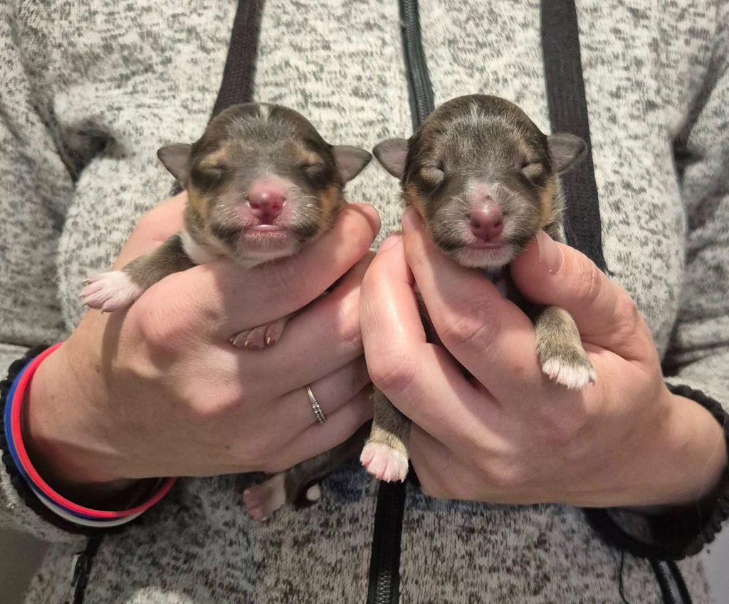 de La Lune De Feu - Chiots disponibles - Shetland Sheepdog