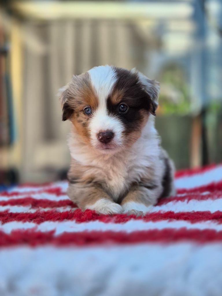 de La Lune De Feu - Chiots disponibles - Berger Américain Miniature 
