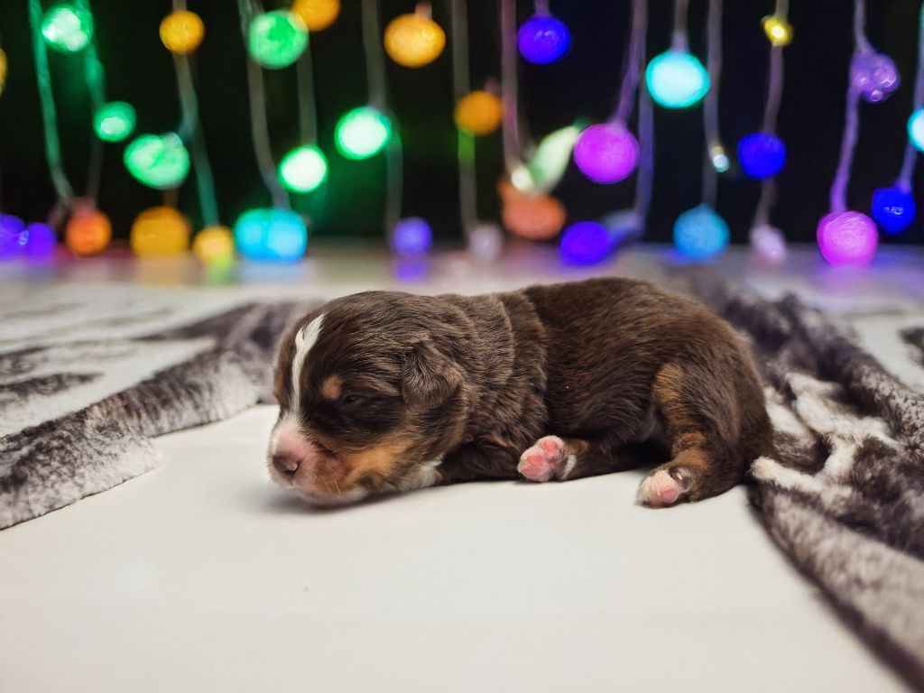 de La Lune De Feu - Chiots disponibles - Berger Américain Miniature 