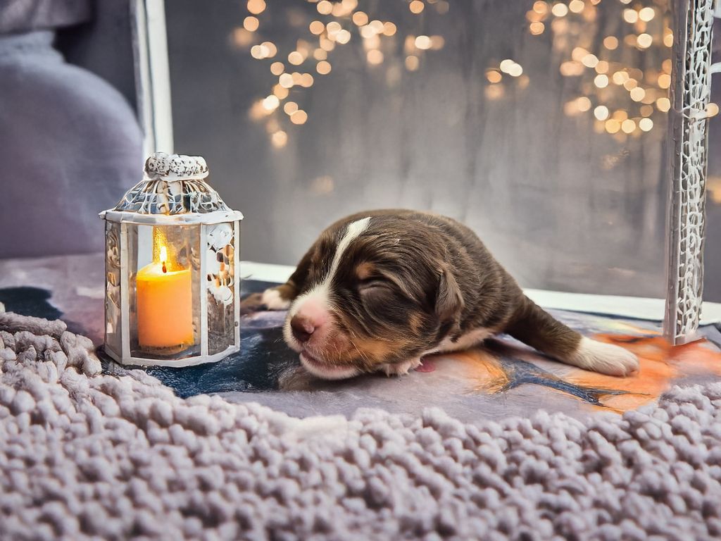de La Lune De Feu - Chiots disponibles - Berger Américain Miniature 