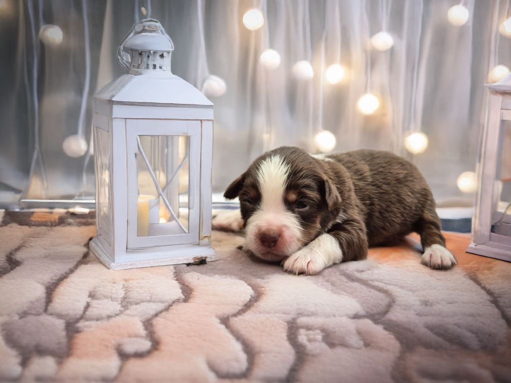 de La Lune De Feu - Chiots disponibles - Berger Américain Miniature 