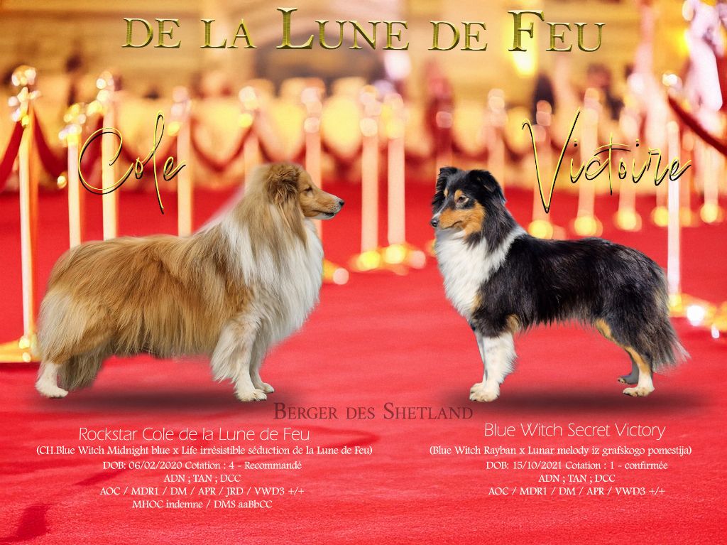 Chiot Shetland Sheepdog de La Lune De Feu