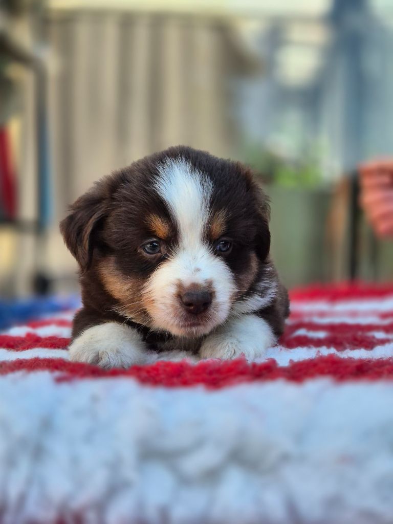 de La Lune De Feu - Chiots disponibles - Berger Américain Miniature 