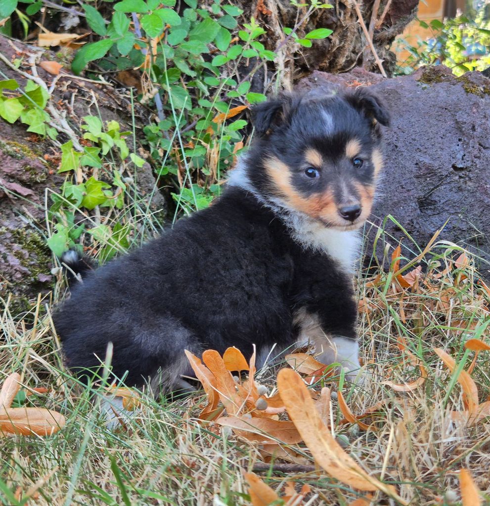 de La Lune De Feu - Chiots disponibles - Shetland Sheepdog