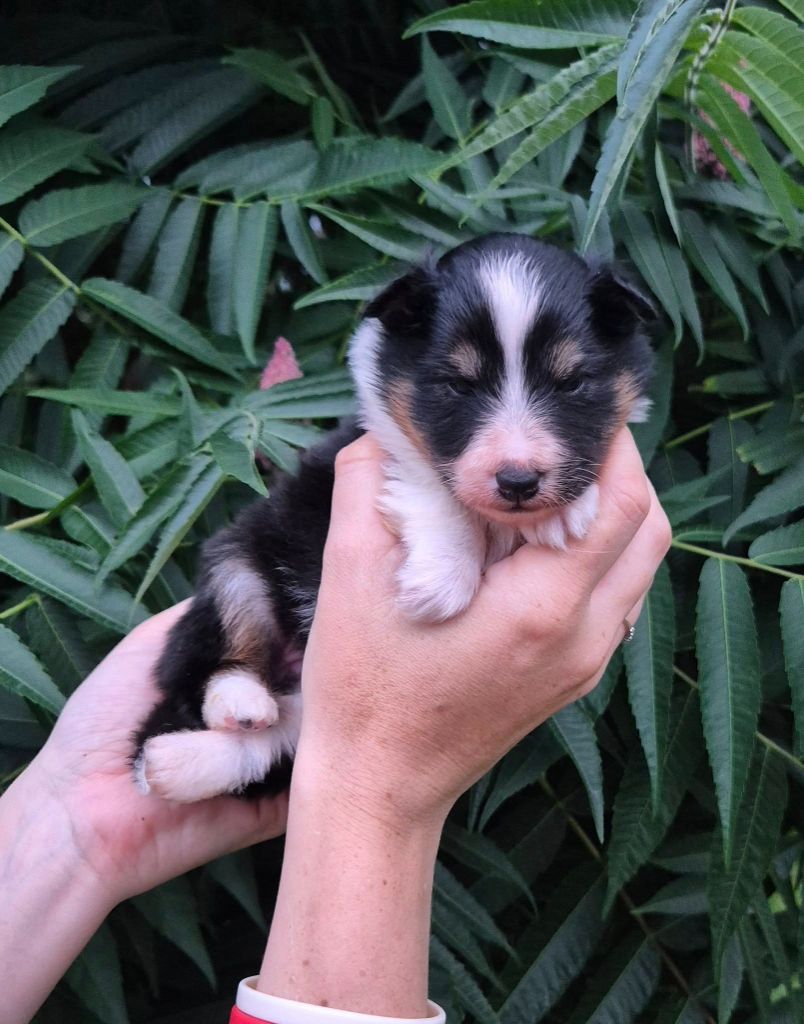 de La Lune De Feu - Chiots disponibles - Shetland Sheepdog