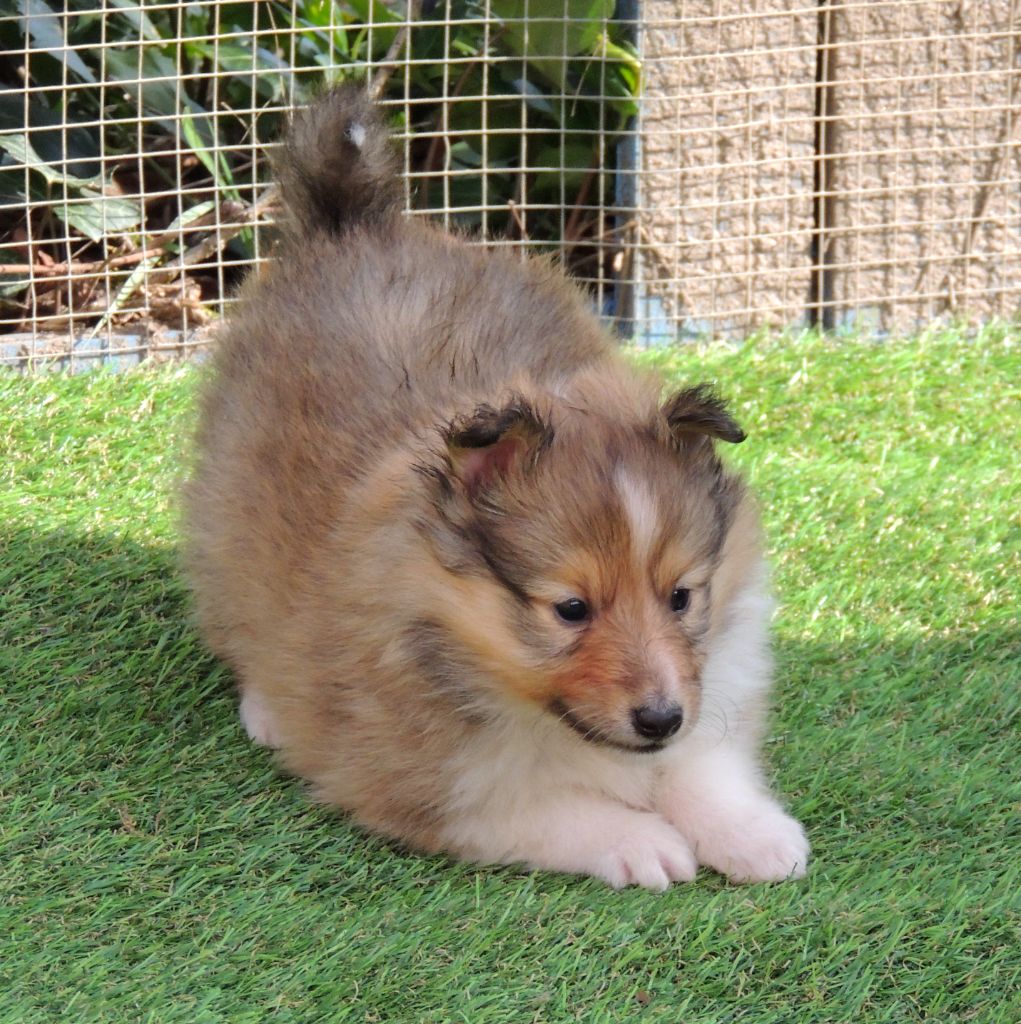 de La Lune De Feu - Shetland Sheepdog - Portée née le 30/01/2021