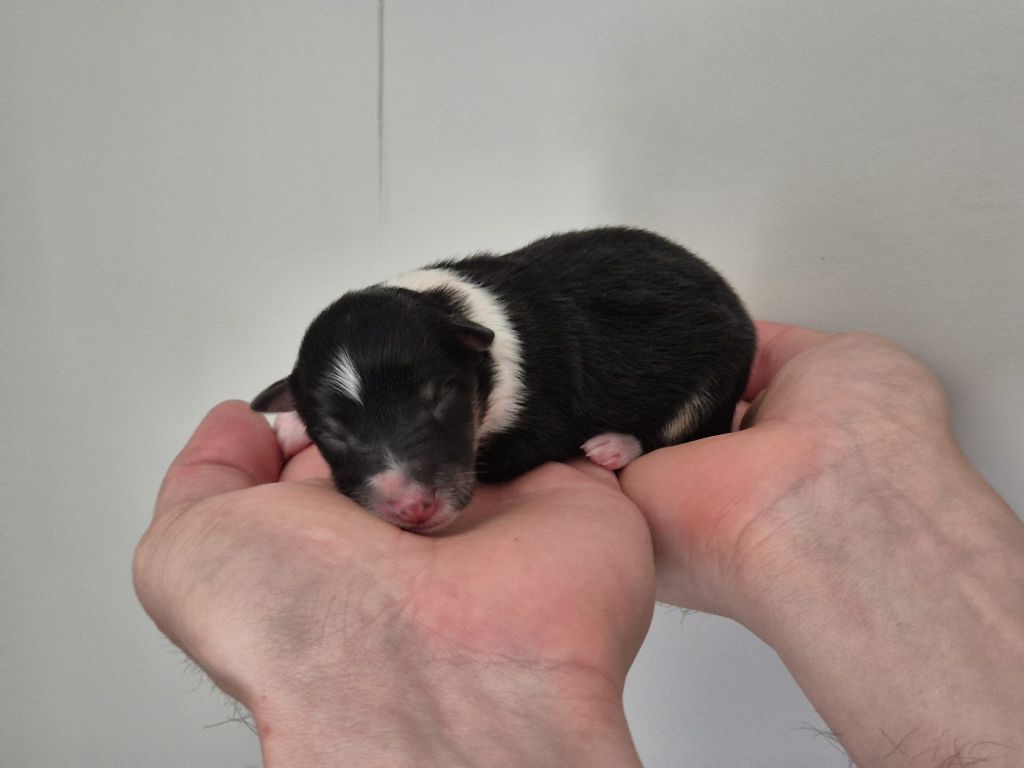de La Lune De Feu - Chiots disponibles - Shetland Sheepdog