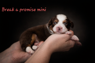 Break a promise mini
