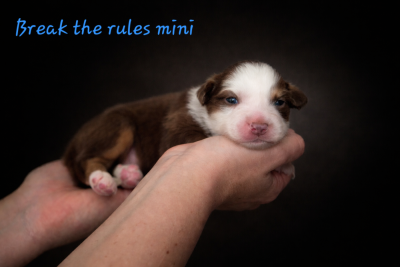Break the rules mini