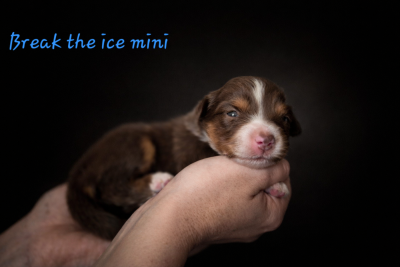 Break the ice mini