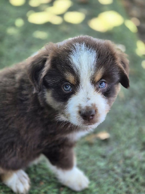 Another Dream Tsuki mini dite Rey