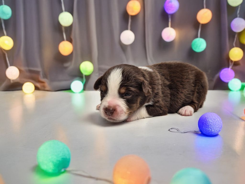de La Lune De Feu - Chiots disponibles - Berger Américain Miniature 