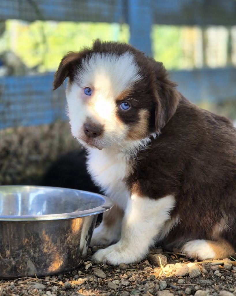 de La Lune De Feu - Chiots disponibles - Berger Américain Miniature 