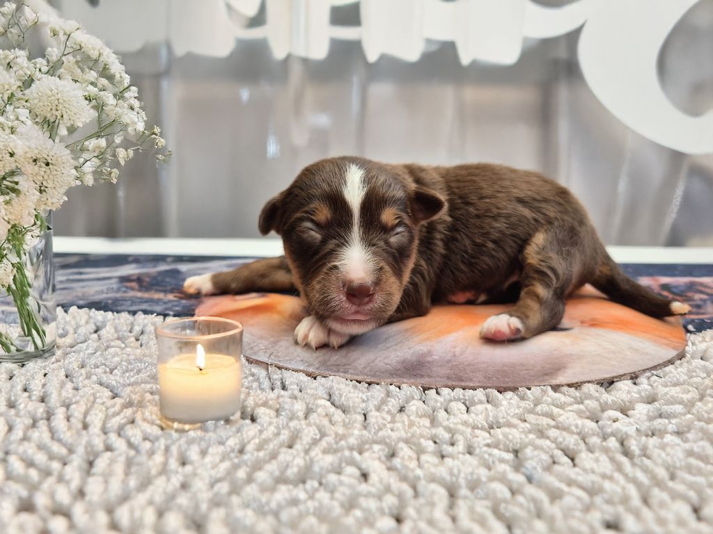 de La Lune De Feu - Chiots disponibles - Berger Américain Miniature 