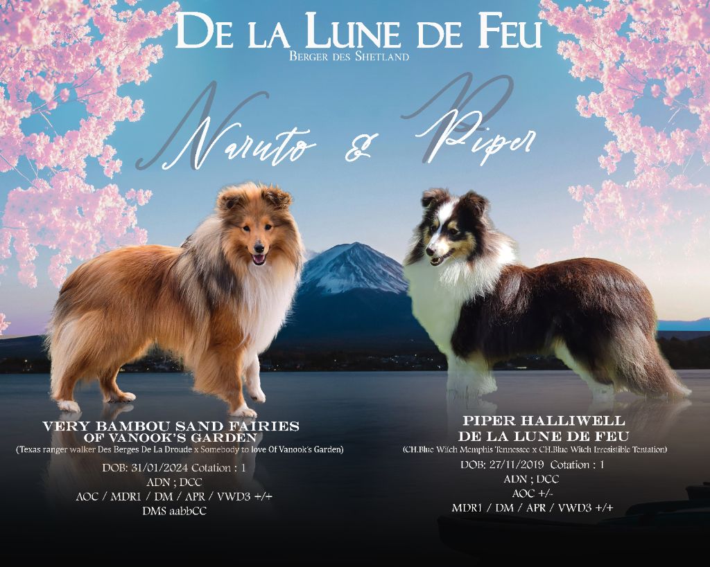 de La Lune De Feu - Shetland Sheepdog - Portée née le 05/06/2025