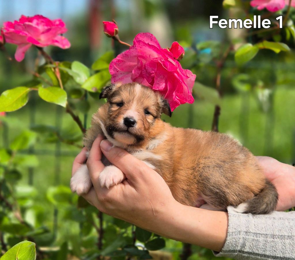 de La Lune De Feu - Chiots disponibles - Shetland Sheepdog