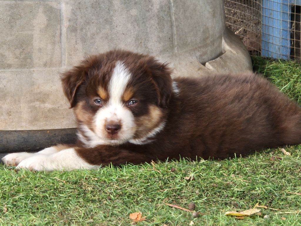 de La Lune De Feu - Chiots disponibles - Berger Américain Miniature 
