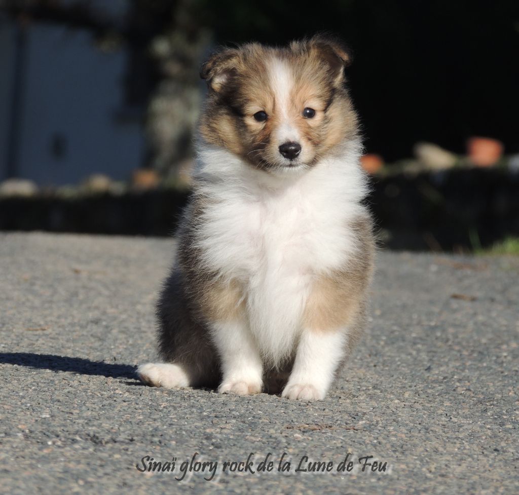 de La Lune De Feu - Shetland Sheepdog - Portée née le 28/10/2021