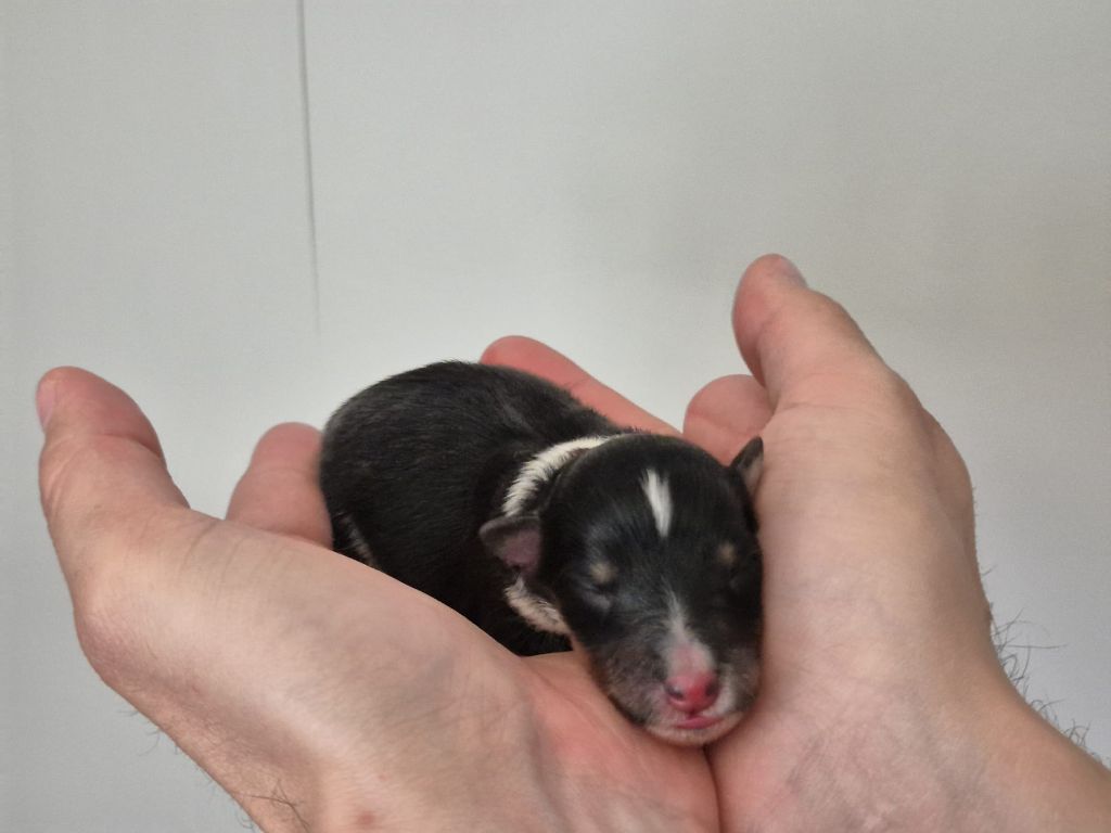 de La Lune De Feu - Chiots disponibles - Shetland Sheepdog