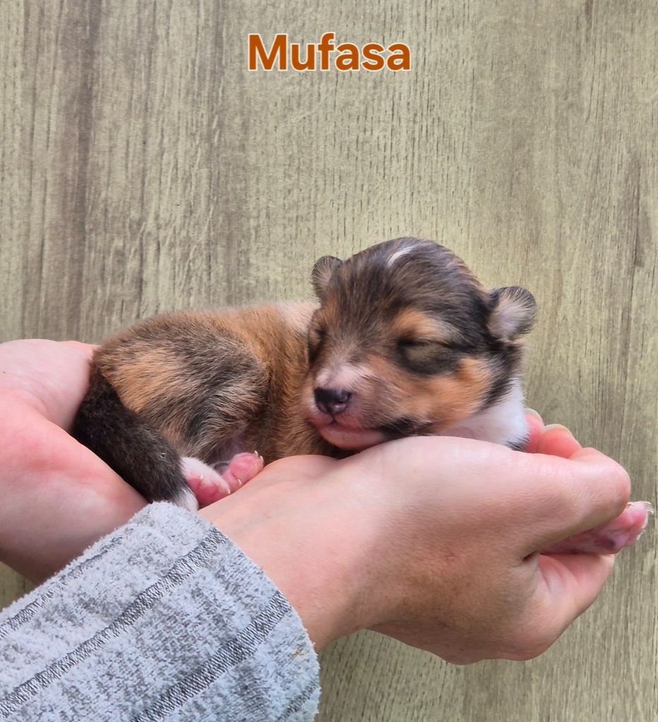 de La Lune De Feu - Chiots disponibles - Shetland Sheepdog