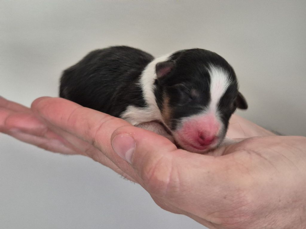 de La Lune De Feu - Chiots disponibles - Shetland Sheepdog