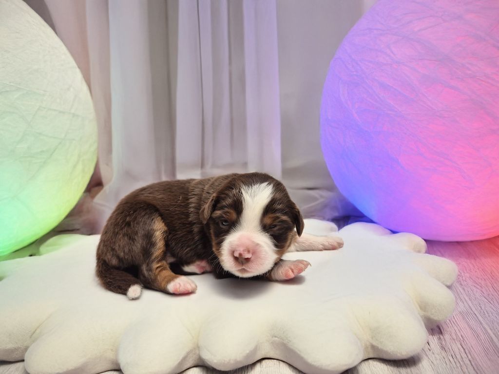de La Lune De Feu - Chiots disponibles - Berger Américain Miniature 