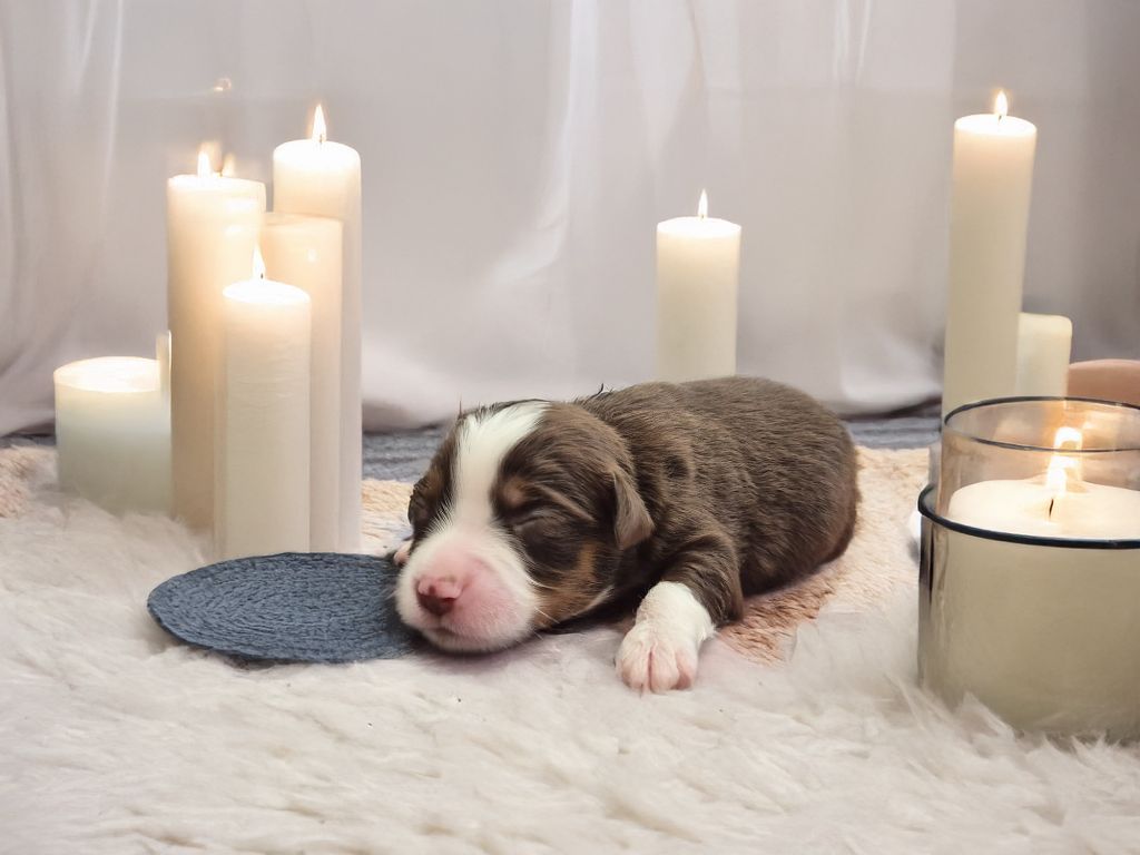 de La Lune De Feu - Chiots disponibles - Berger Américain Miniature 
