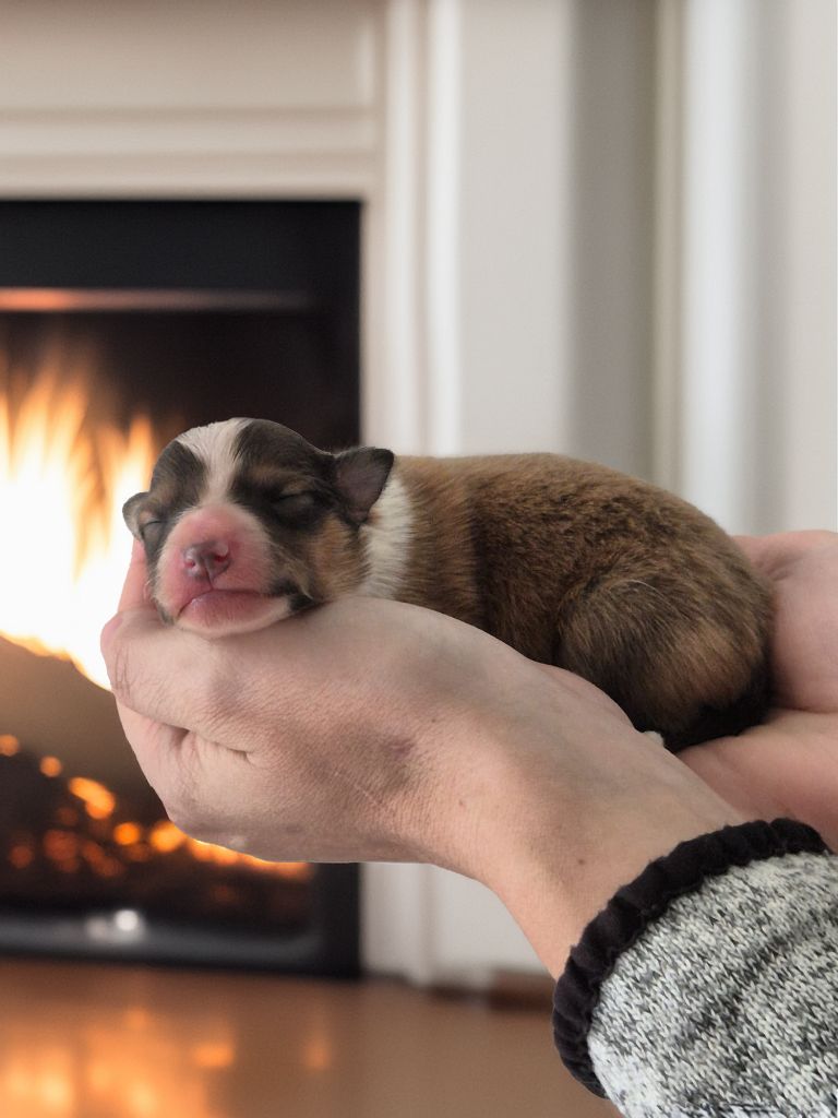 de La Lune De Feu - Chiots disponibles - Shetland Sheepdog