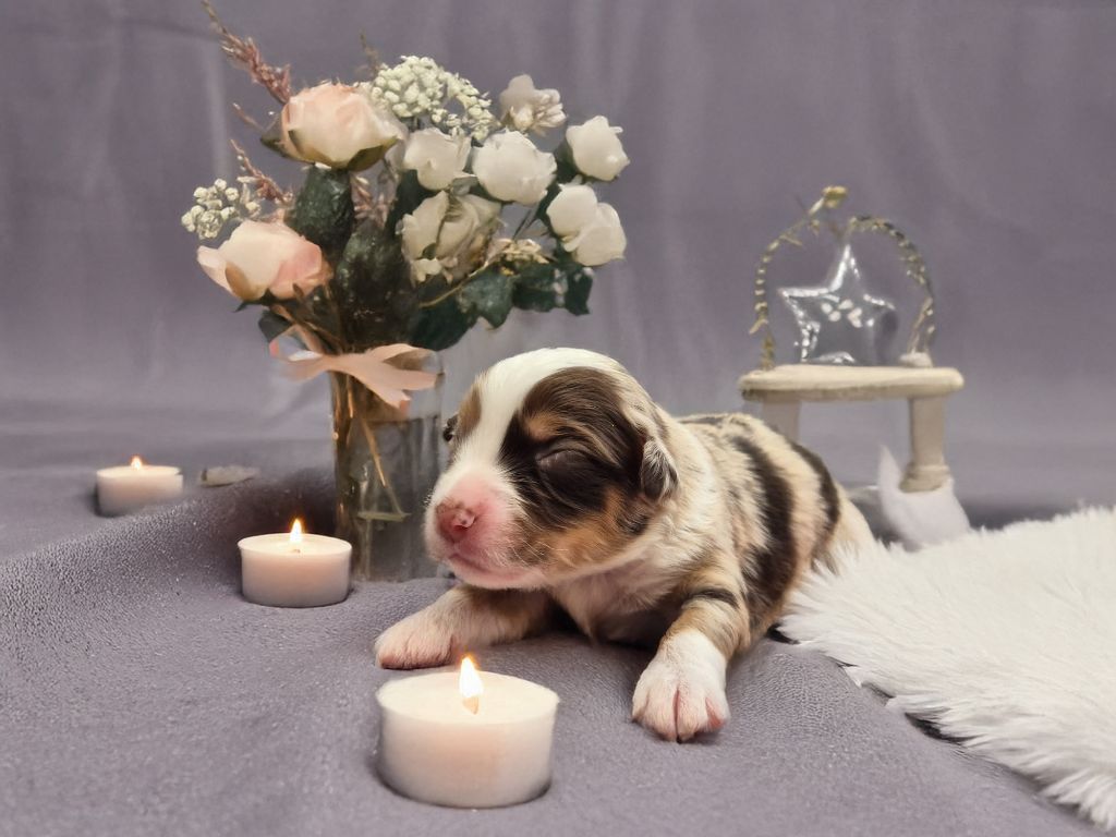 de La Lune De Feu - Chiots disponibles - Berger Américain Miniature 
