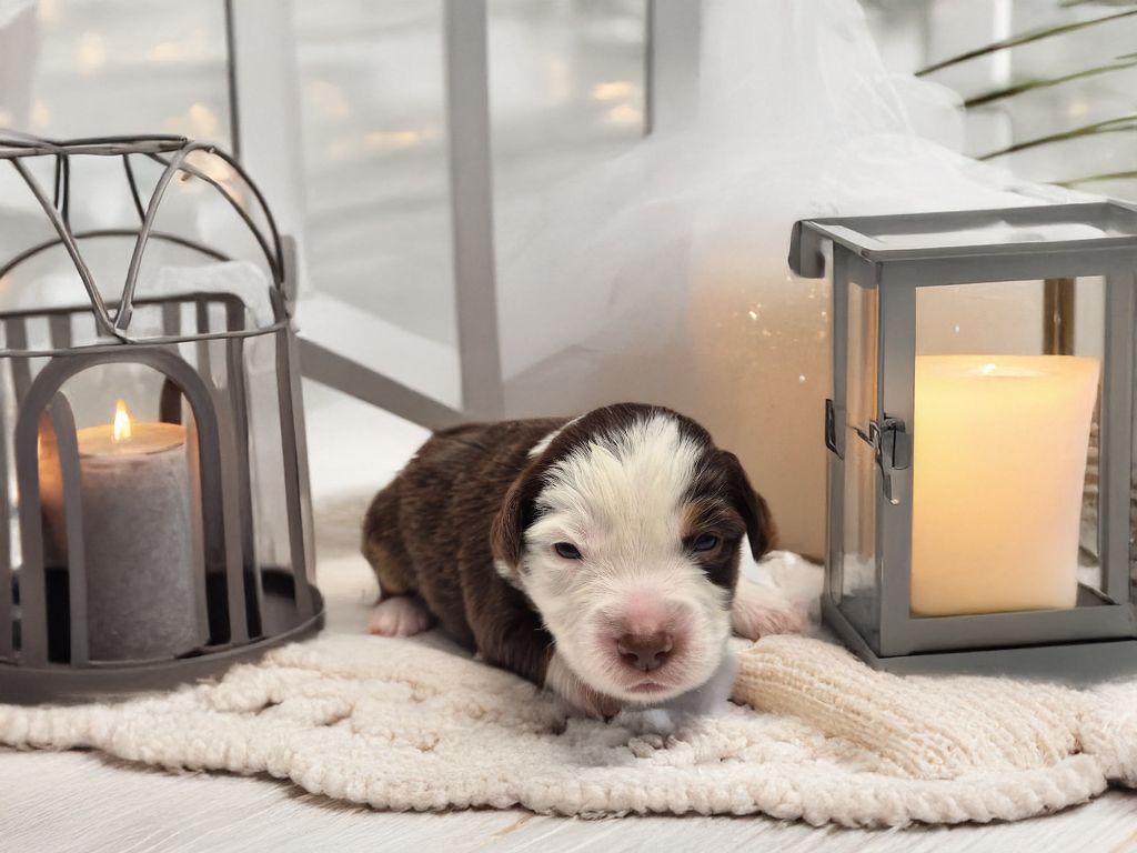 de La Lune De Feu - Chiots disponibles - Berger Américain Miniature 