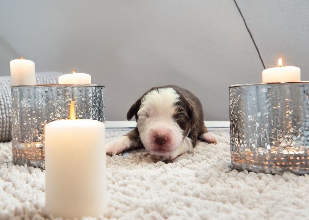 de La Lune De Feu - Chiots disponibles - Berger Américain Miniature 